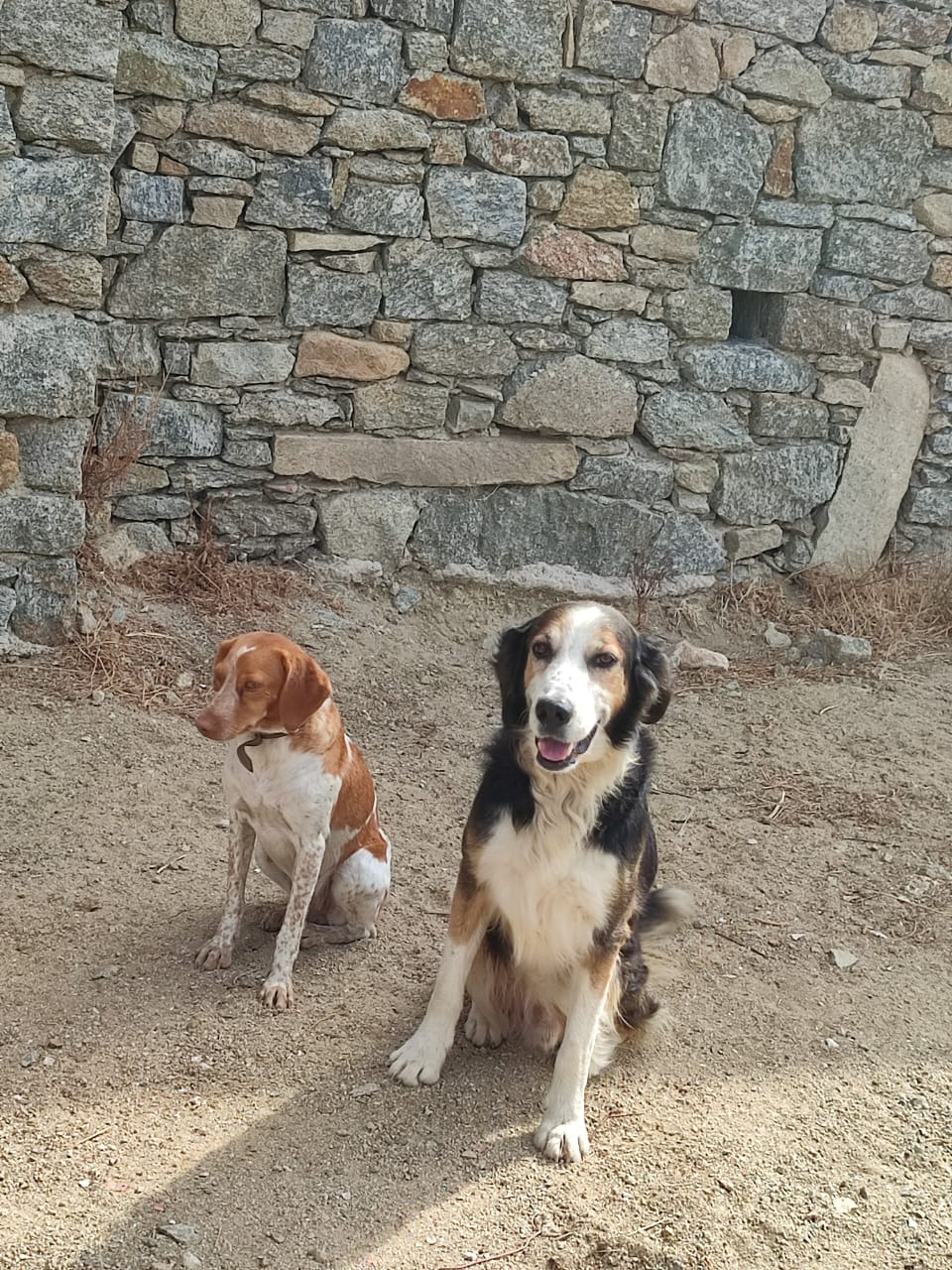 pet carring